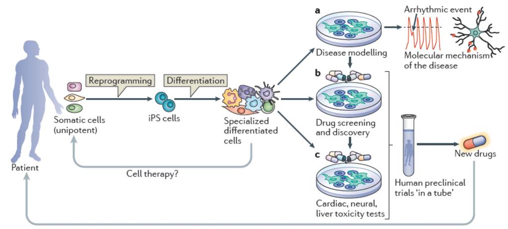 Patient derived ips cells (for regenerative medicine and drug discovery) Cell Transplantation