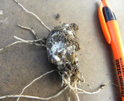 Allium White Rot Caused by the fungus Sclerotium cepivorum Leaves decay at the