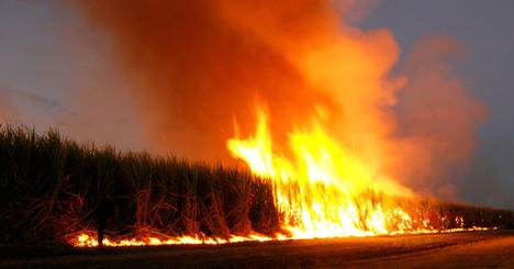First Example: Cane Burning Traditional harvesting was done by hand Creates jobs Though not very good jobs Job quality is improving due