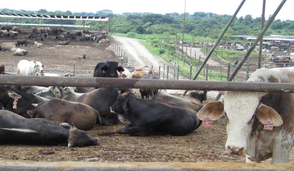 Feedlot in Veracruz The ranch is composed of 7 sections. The manure runs down to two main lagoons by gravity.