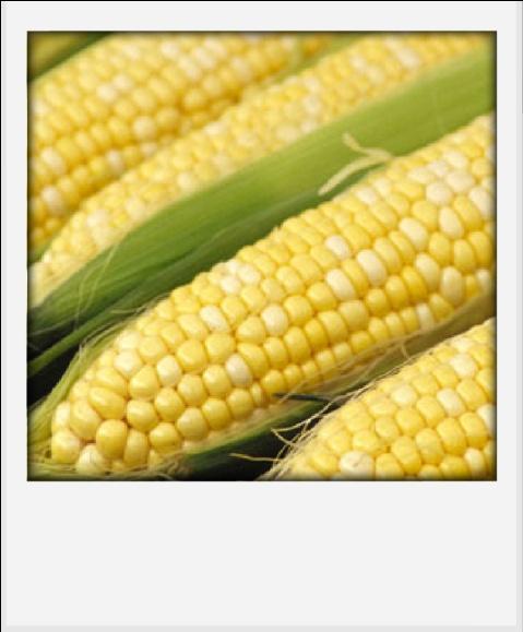 Microorganisms since 2005, benefits: Corn yield