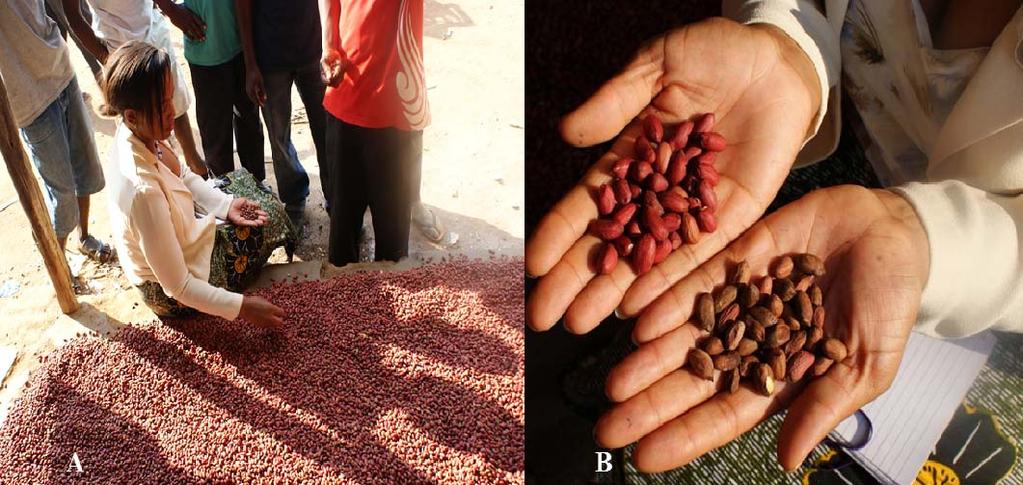 bought by traders. This also showed that indeed most traders are not strict on the quality of groundnuts they buy. Figure 8.9: Sample of ungraded groundnuts bought by a small trader (A).