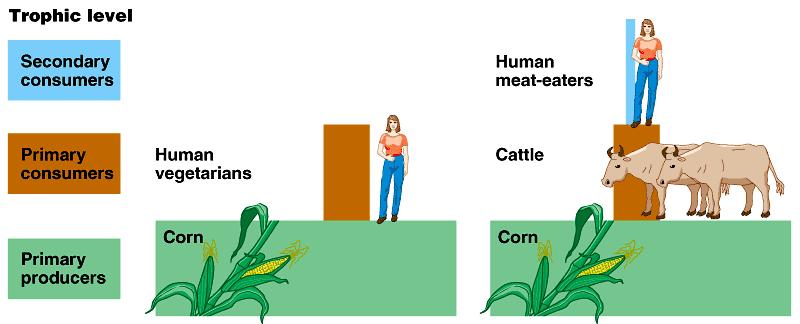 Humans in food chains Dynamics of energy through ecosystems have important implications for human populations how