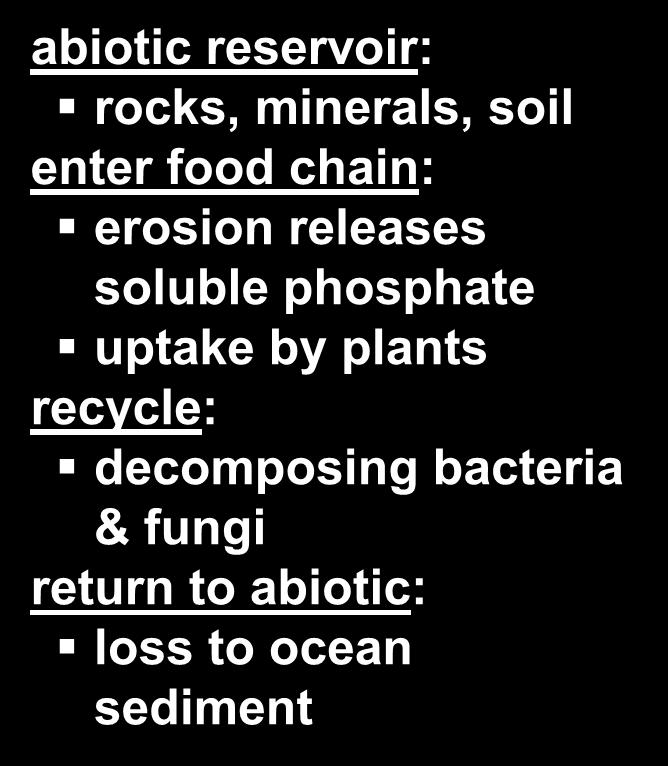recycle: decomposing bacteria Animal & fungi tissue Urine and feces return to abiotic: loss to Decomposers ocean sediment