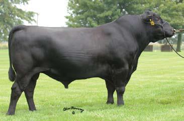 EPD Example Angus Weaning Weight Sire EPD ACC ALC Big Eye 52 80 Rito 112 of