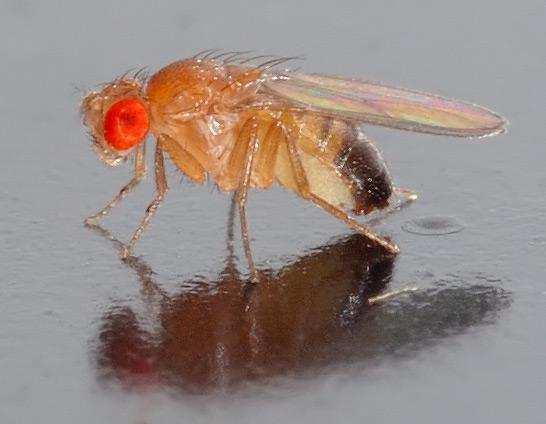 possible aging secret in genetically altered fruit fly mutation in the gene that can extend the life span