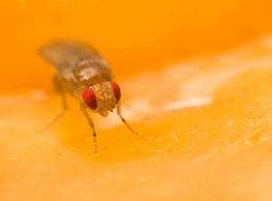 Scientists have identified a gene that slows the aging process Biologists, working with fruit flies, activated a gene which increases the