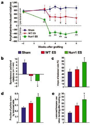 Generation of Dopaminergic Neurons from Stem Cells Grafted Nurr1+ cells derived from ESCs resulted in