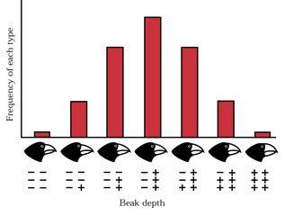 Polygenic Traits + Environment: Beak Depth Multiple genes interact to determine the actual beak