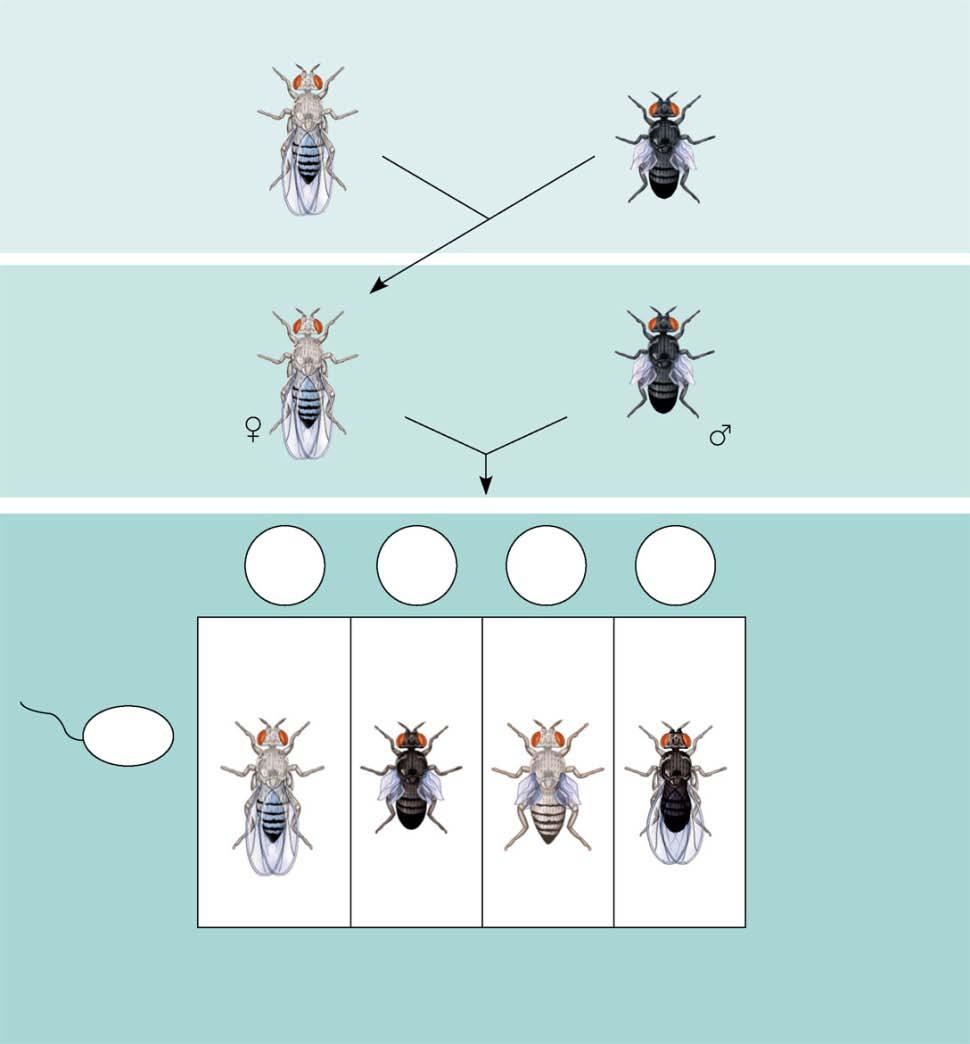 Morgan crossed flies That differed in traits of two different characters EXPERIMENT Morgan first mated true-breeding wild-type flies with black, vestigial-winged flies to produce heterozygous F 1