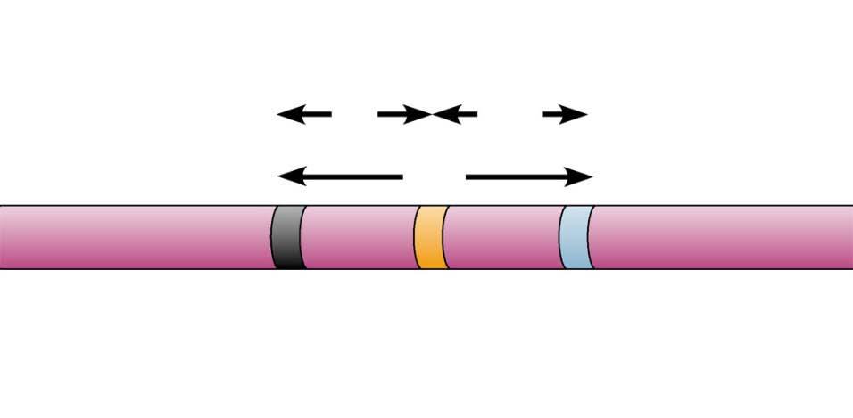 A linkage map Is the actual map of a chromosome based on recombination frequencies APPLICATION A linkage map shows the relative locations of genes along a chromosome.