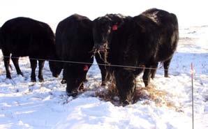 Utilizing Crop Residues in Winter Feeding Systems for
