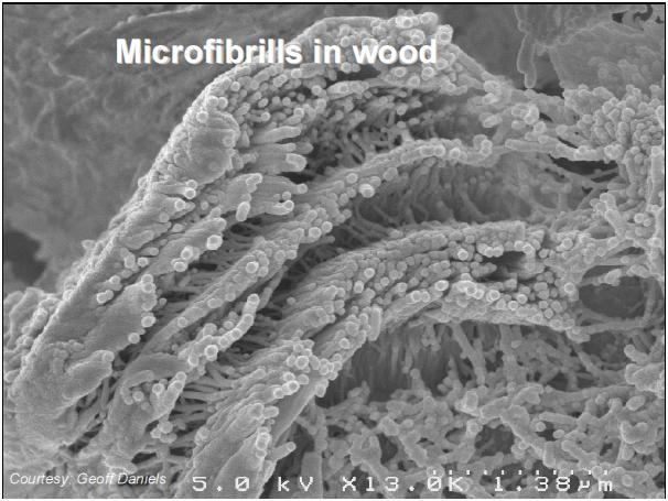 Cellulose Microfibrils in Wood After chemical