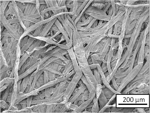 Paper from Trees Isolated Wood Fibers >