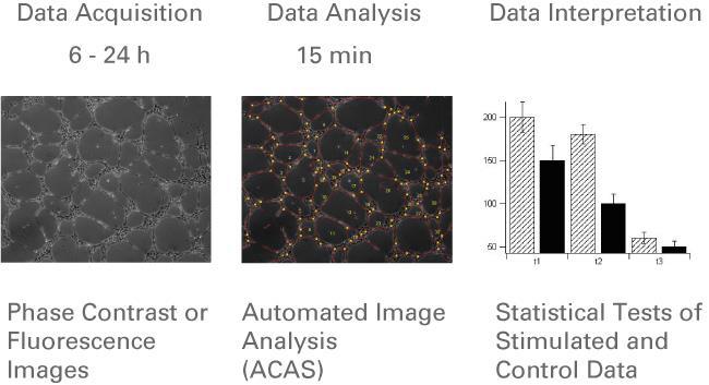 Work flow of image processing. Microscopic pictures are taken at several time points and then are automatically analyzed (e.g., determination of tubes, loops, cell covered area, and branching points).
