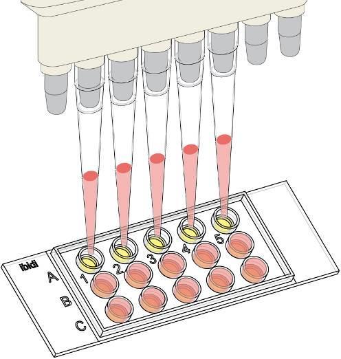 000 cells per well, adjust a cell suspension of 2 x 10 5 cells/ml. Then mix thoroughly. 2) Take the µ-slide from the incubator and place it on the rack.