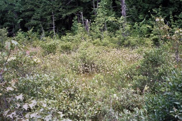 Introduction Wetlands and their protection in New Hampshire Why designate