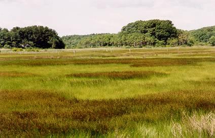 4. Post-Evaluation Selection of Wetlands to Propose for