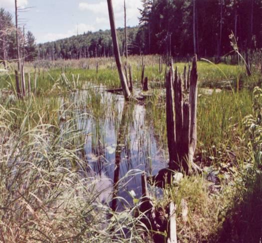 What Qualifies as a Prime Wetland? In general, the wetter wetlands.