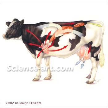 Dairy farm economic management Principles of dairy farm