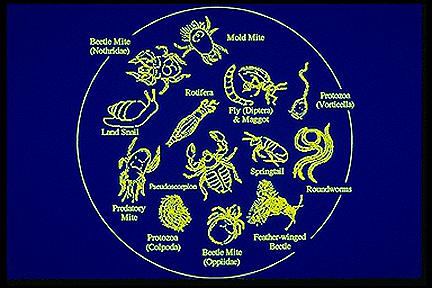 Organisms in