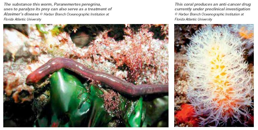 Coral Reef Biodiversity : Bio-prospecting values?
