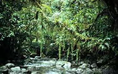 The Tropical Forest Ecosystems: established
