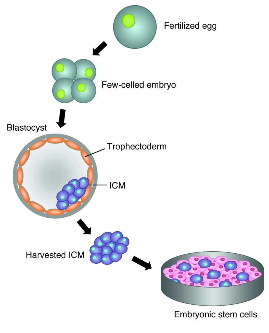 Embryonic Stem (ES) Cells Specialized cells: Cardiomyocytes Hepatocytes Pancreatic cells