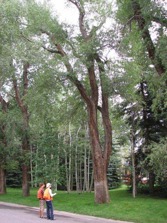 Dominate Tree Speces in Grand Junction Inventory 2012 Elm, Siberian, 14.8% Honeylocust, 16.8% Ash, Green, 21.