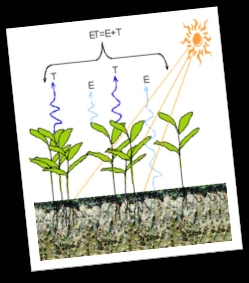 Plant Transpiration Plant Transpiration is the movement of moisture