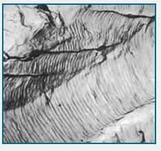 Each beachmark band represents a period of time over which crack growth occurred. At higher magnifications, using a scanning electron microscope, fatigue striations can be observed (Figure 7).