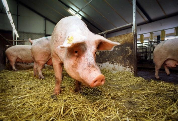 The global pigmeat situation