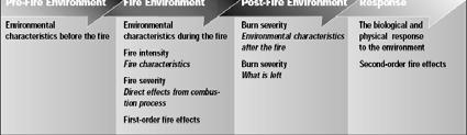 Fire Intensity, Fire Severity, and Burn Severity
