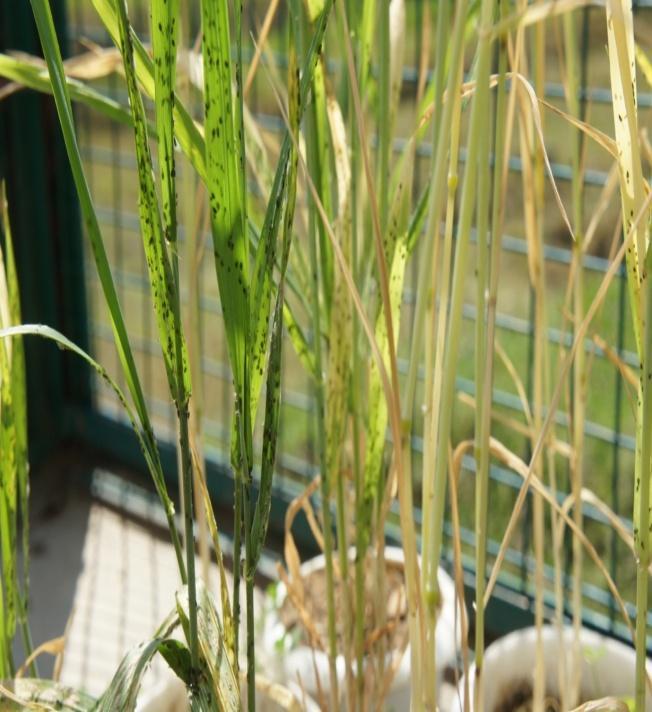 Loss Assessment in Wheat by Aphids The