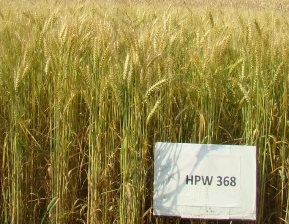 conditions HPW 349 Early sown