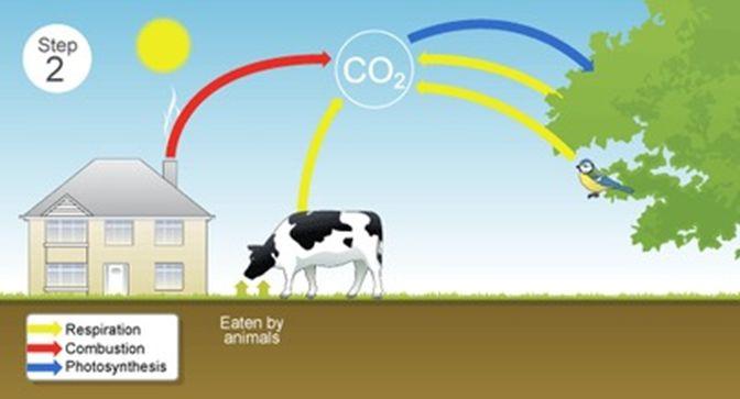 Carbon Cycle Continued Carbon dioxide is absorbed back into the ecosystem by producers to