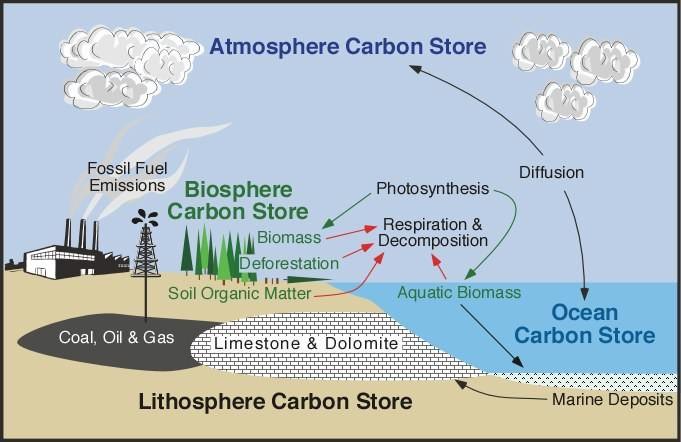 Carbon Cycle Continued Carbon dioxide expelled into the atmosphere can be taken up by plants, or by the