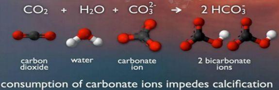 Carbon in the Ocean When carbon dioxide is dissolved in oceans: 1. Can bind to H2O to form carbonic acid 2. Carbonic acid then can bind to carbonate ions to form bicarbonate ions.