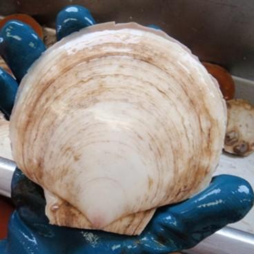 Future culture studies (WHOI / NMFS): Are there parental influences on acidification impacts on bivalves?