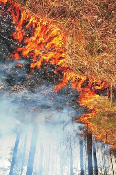FIGURE 3. Fire has spread to these treetops. FIGURE 2. This surface fire is burning dead grass and twigs.