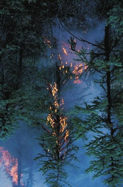 Crown Fires Crown fires are fires that burn from top to top of trees or shrubs, sometimes independently of a surface fire.
