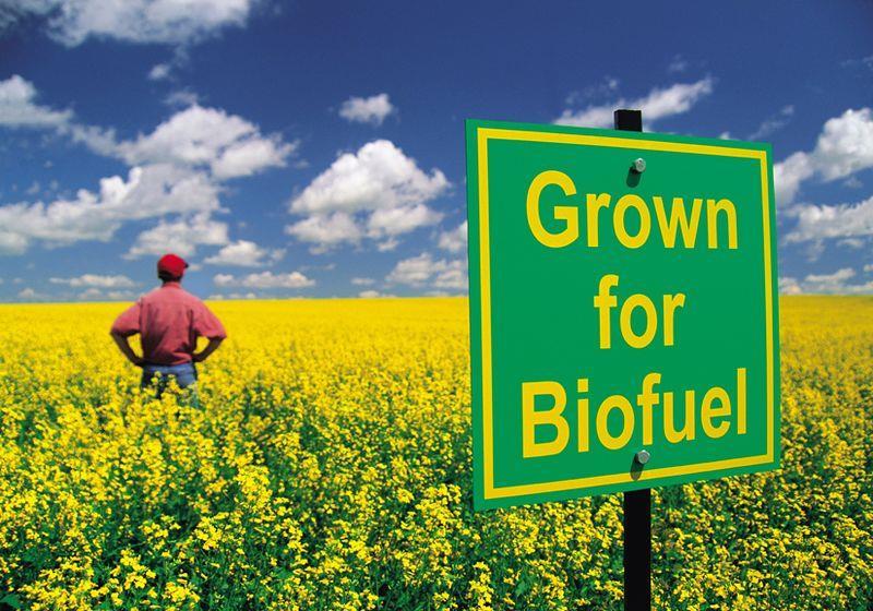 BIOFUEL Biofuel is created by using things with BIOMASS (things whose mass is made up of living