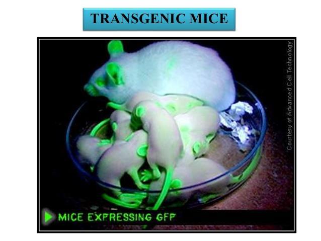 Transgenic Organism When one organism receives
