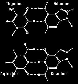 Would Thymine be able to