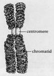 Chromosome Structure DNA is packed very tightly as chromosomes in the nucleus.
