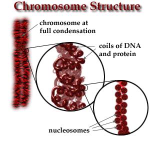 Chromosome Structure A