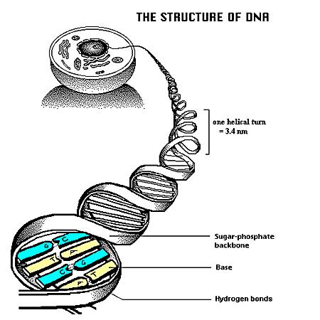 DNA located in the nucleus Function: Carry genetic