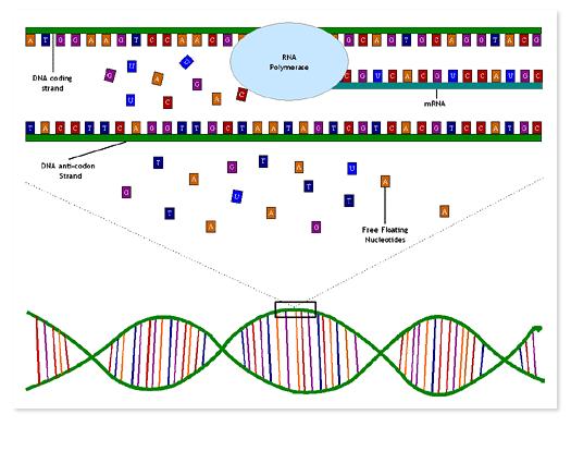 Overview: DNA is located in the Nucleus Proteins are made on
