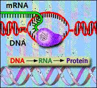 Transcription a copy of the DNA is made the copy is called