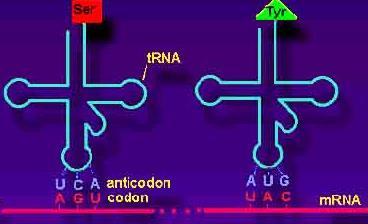 The three letter code on the mrna is called a codon.